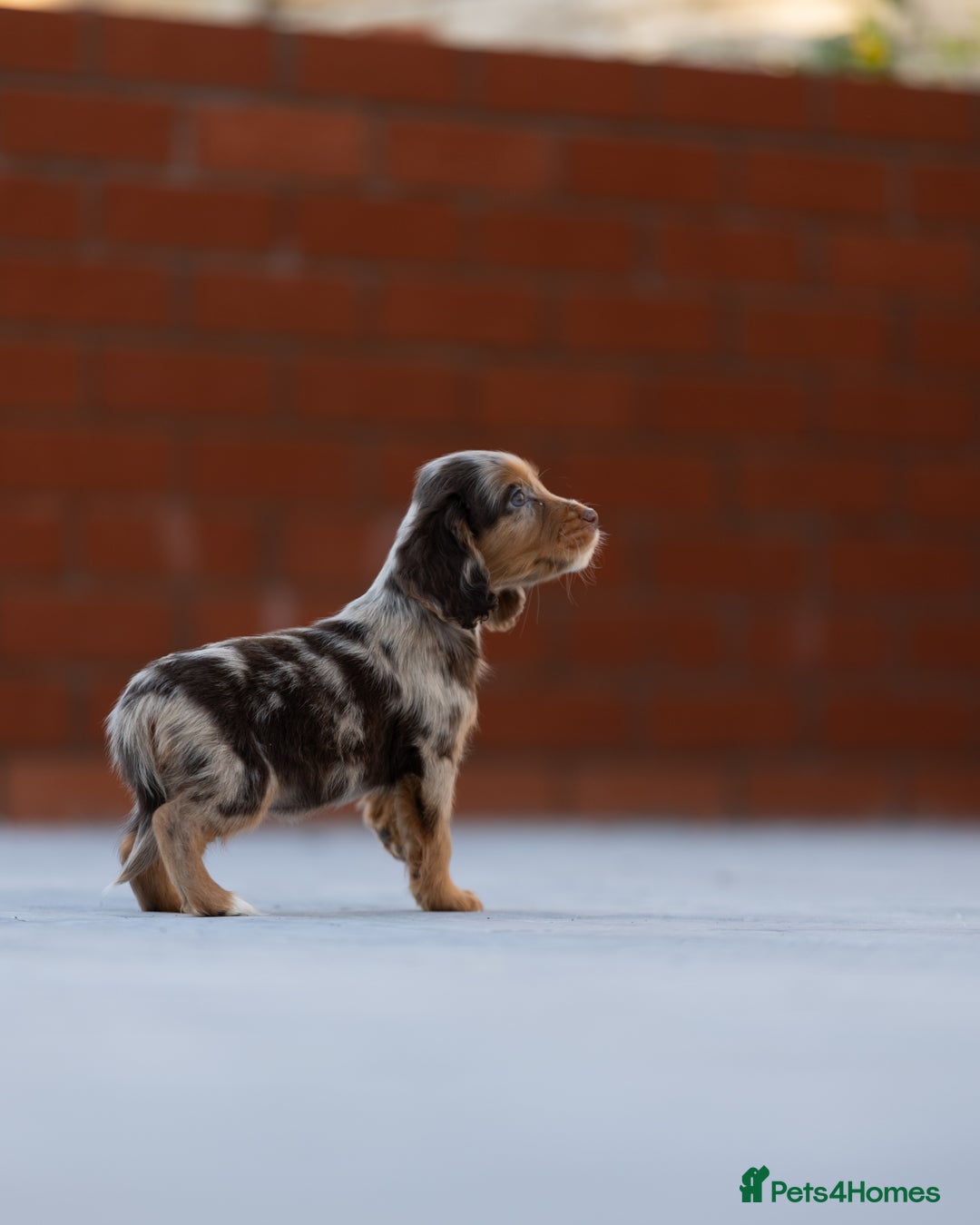 Cocker Spaniel dogs for sale: Cocker spaniel puppies  - Advert 10
