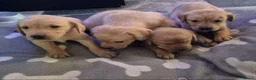 Labrador Retriever dogs for sale: Labrador puppies boys and girls  in Thetford - Advert 3