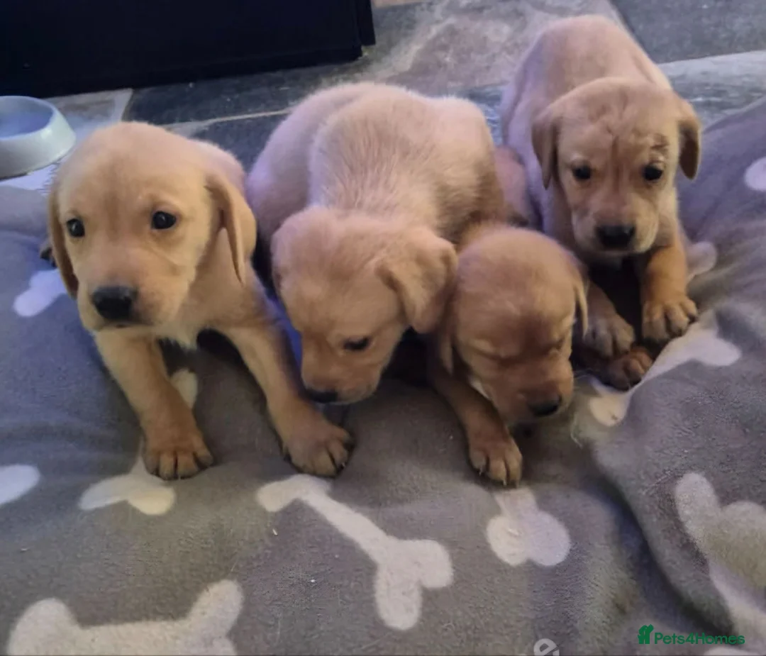 Labrador Retriever dogs for sale: Labrador puppies boys and girls  in Thetford - Advert 3