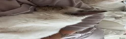 Ragdoll cats for sale: Ragdoll for sale  - Advert 4