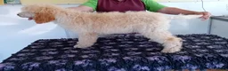 Standard Poodle dogs for sale: Last female Moyen Poodle puppy ready now - Advert 2