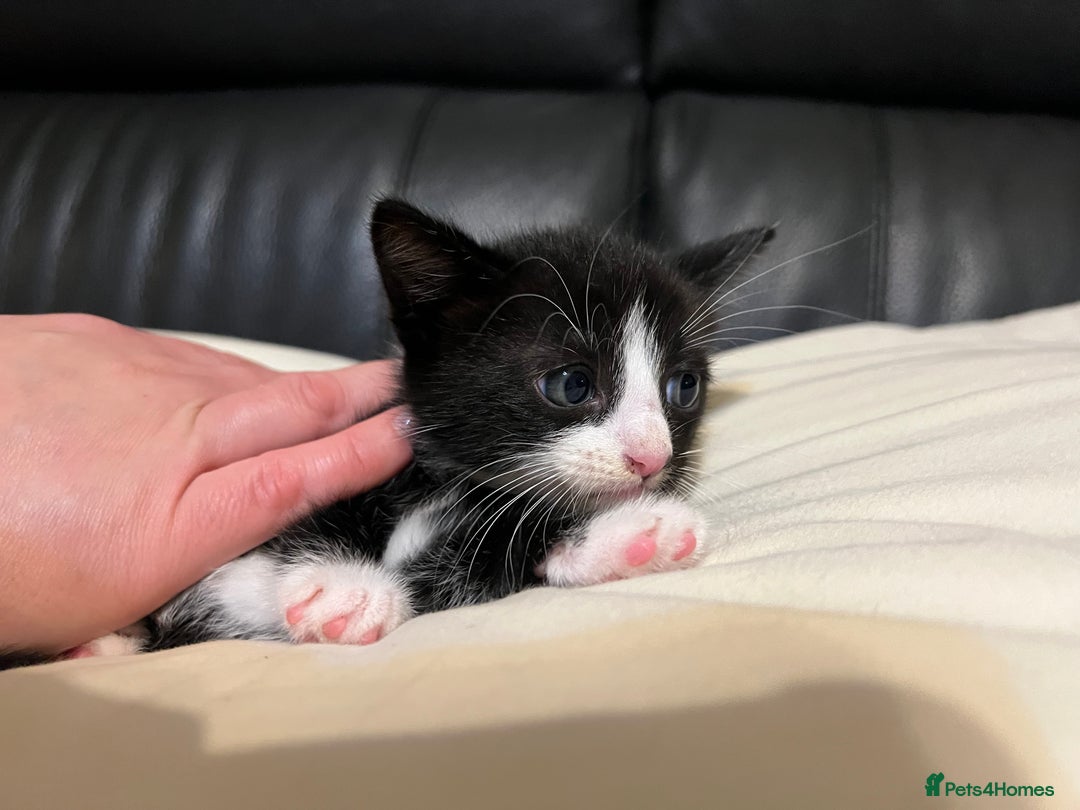 Mixed Breed cats for sale: 3 cutie kittens with fluffy tails  - Image 5