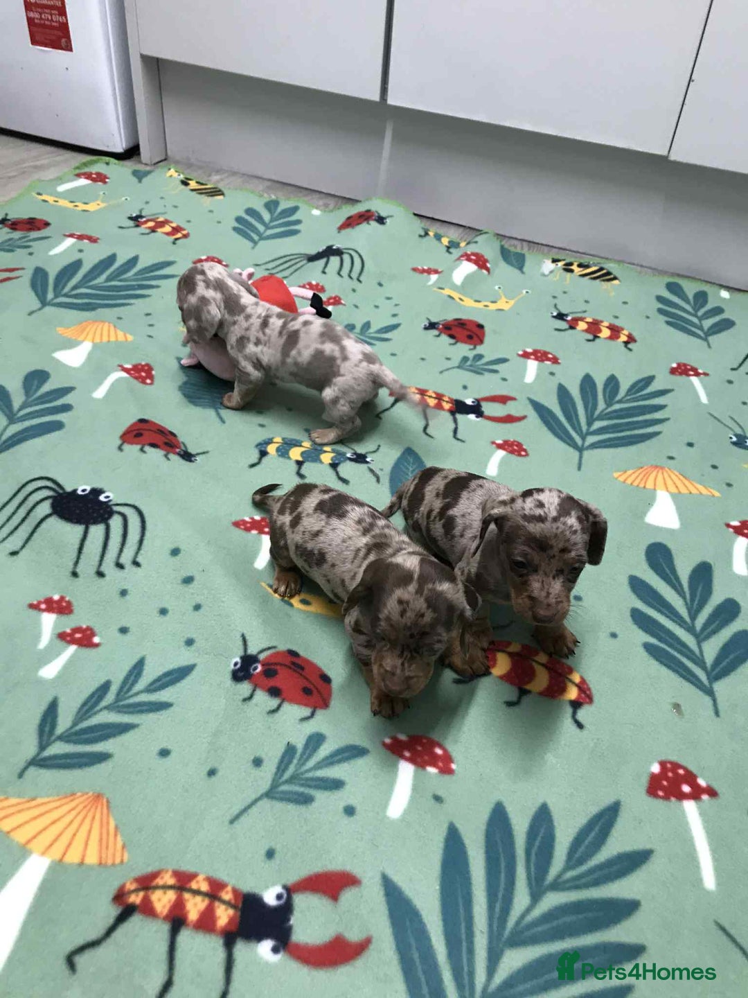 Dachshund dogs for sale: MINATURE DASHUNDS 3 boys  - Advert 4