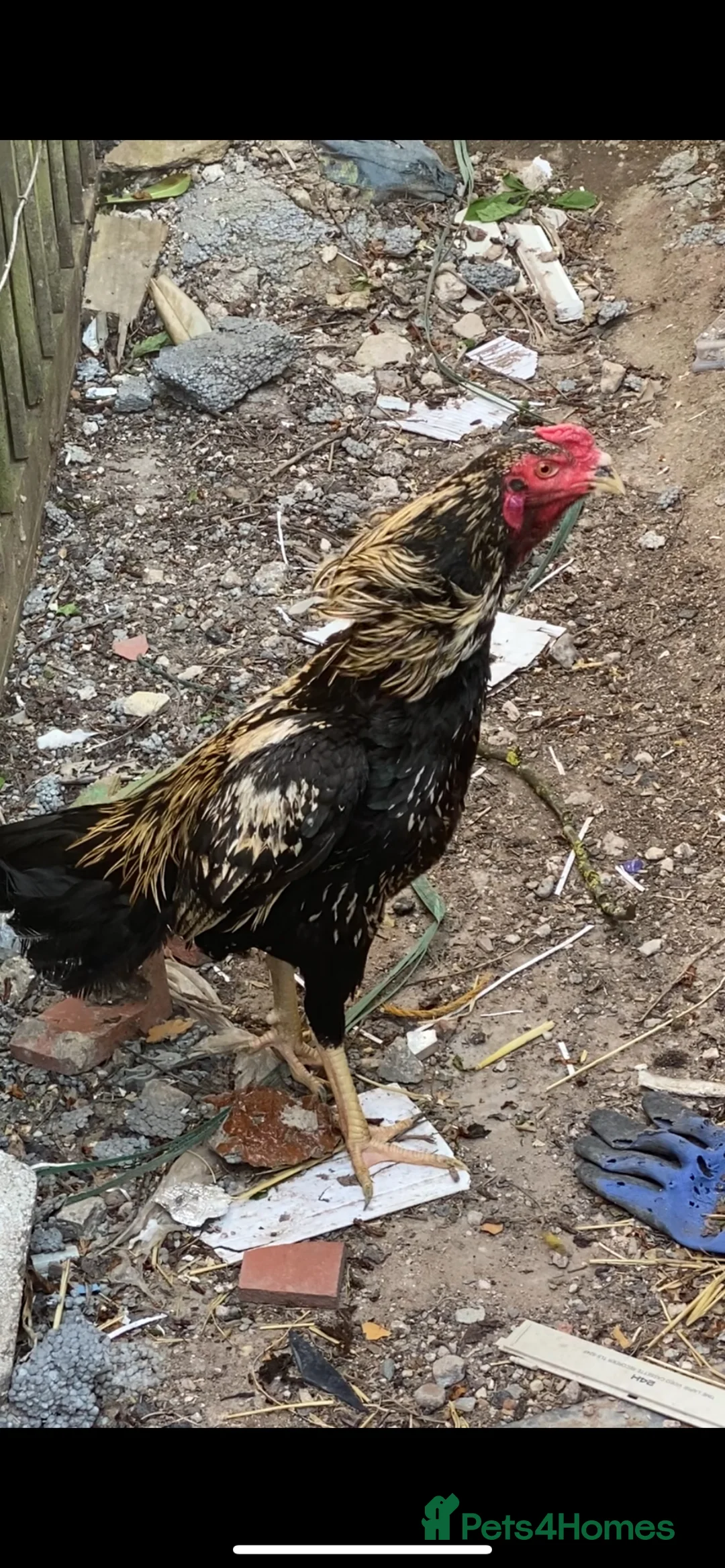 Chickens poultry for sale: Pure aseel stag - Advert 1