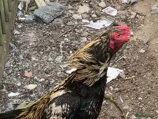 Chickens poultry Pure aseel stag - Advert 2