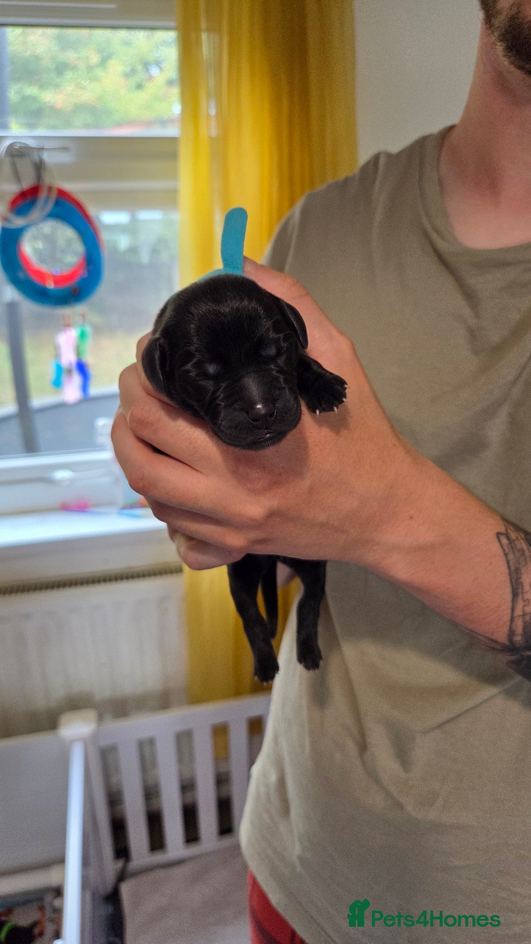 Labrador Retriever dogs for sale: Beautiful pedigree labrador puppies  - Image 20