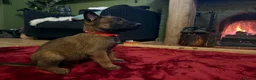 Belgian Shepherd Dog dogs for sale: Belgian shepherd puppies  in Norwich - Advert 7