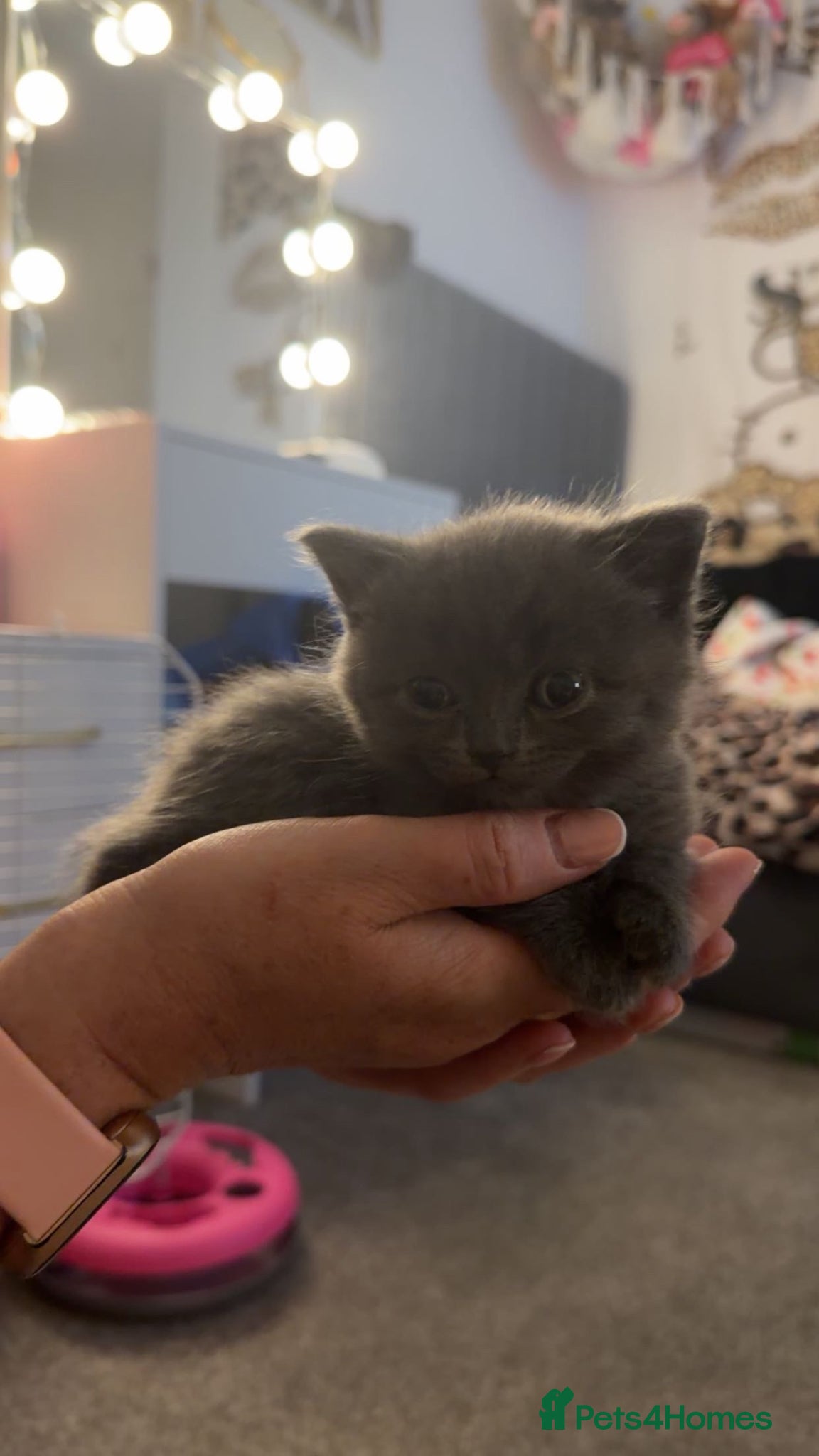 British Shorthair cats for sale: Girl Blue British Short hair🩷 - Advert 8