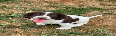 English Springer Spaniel 2