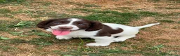 English Springer Spaniel dogs for sale: HEALTH TESTED QUALITY ENGLISH SPRINGER SPANIELS  - Advert 39