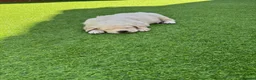 Golden Retriever dogs for sale: Golden retriever puppies for sale  - Advert 7