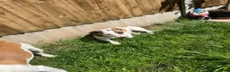 Jack Russell dogs for sale: Jack Russell Terrier 4 pedigree puppies in Newcastle upon Tyne - Advert 16