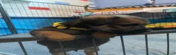 Border Terrier dogs for sale: **Border Terrier Puppies** in Glasgow - Advert 10