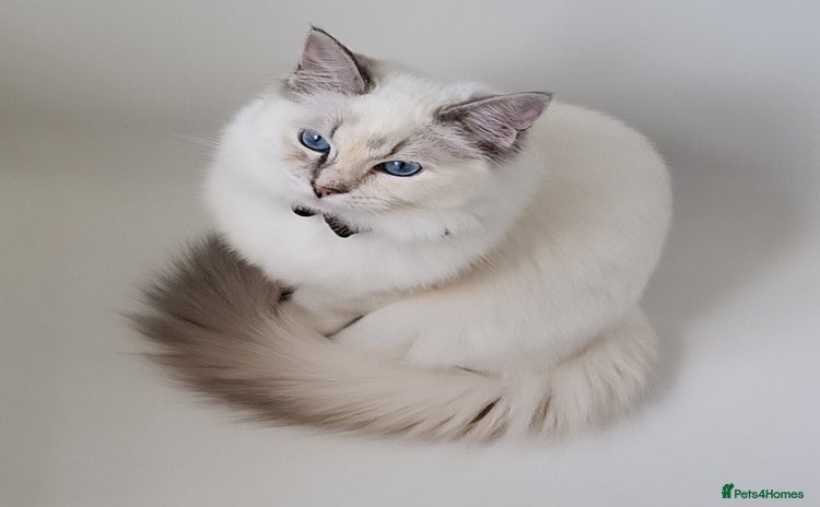 Ragdoll cats - Advert 16