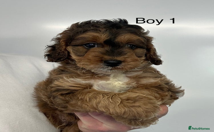 Cockapoo dogs - Advert 2