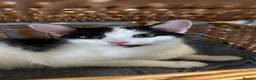Mixed Breed cats for sale: Rehoming little girl - Advert 4