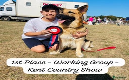 Mixed Breed dogs for sale: Golden Shepherd Puppies for Sale - Image 6