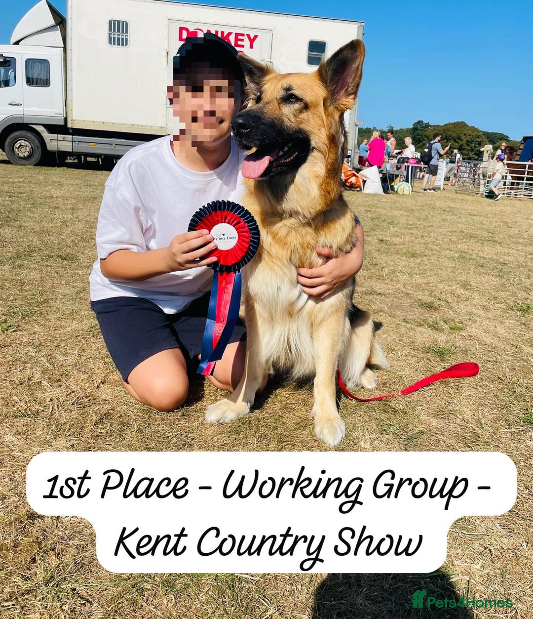 Mixed Breed dogs for sale: Golden Shepherd Puppies for Sale - Image 6