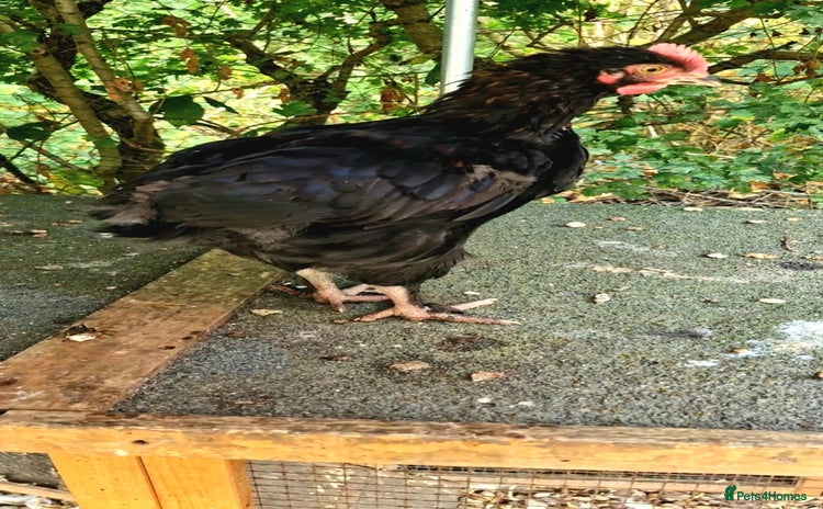 Chickens poultry - Advert 1