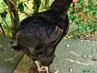 Chickens poultry - Advert 29