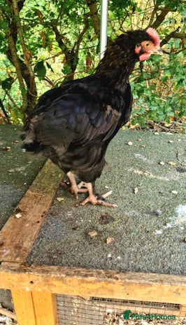 Chickens poultry - Advert 1