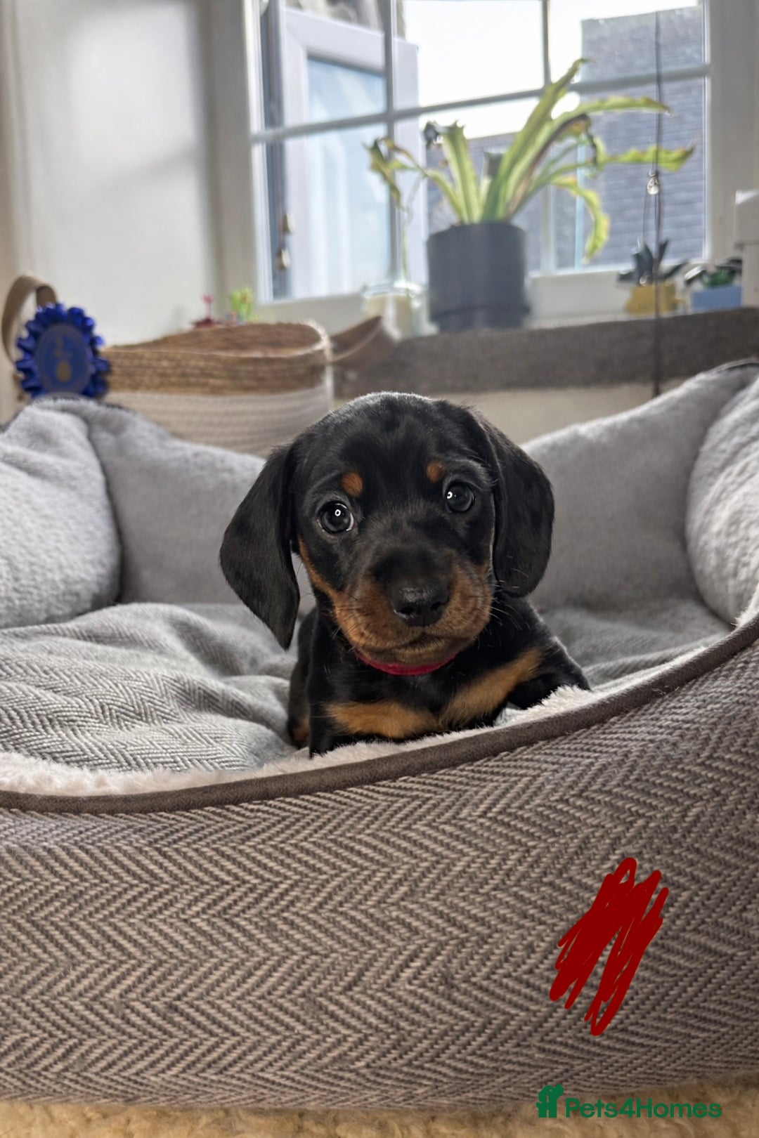 Miniature Dachshund dogs for sale: Miniature dachshunds-Blue & tan ,black & tan left - Advert 2