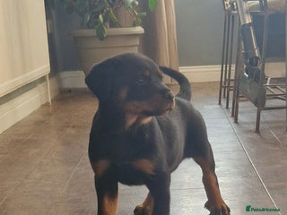 Rottweiler dogs KC reg Rottweiler pups Fabulous German bloodline - Advert 2