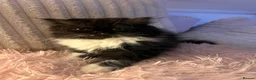 Persian cats for sale: 2 Gorgeous Persians Left - Advert 2