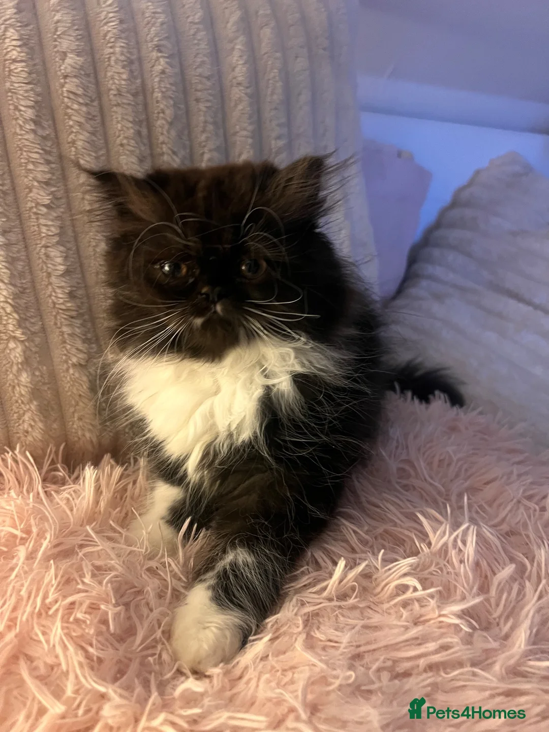 Persian cats for sale: 2 Gorgeous Persians Left - Advert 2
