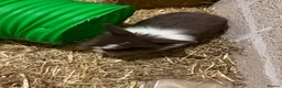 Mini Lion Lop rabbits for sale: Lion lops - Advert 8