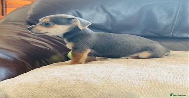 Jack Russell dogs - Advert 13