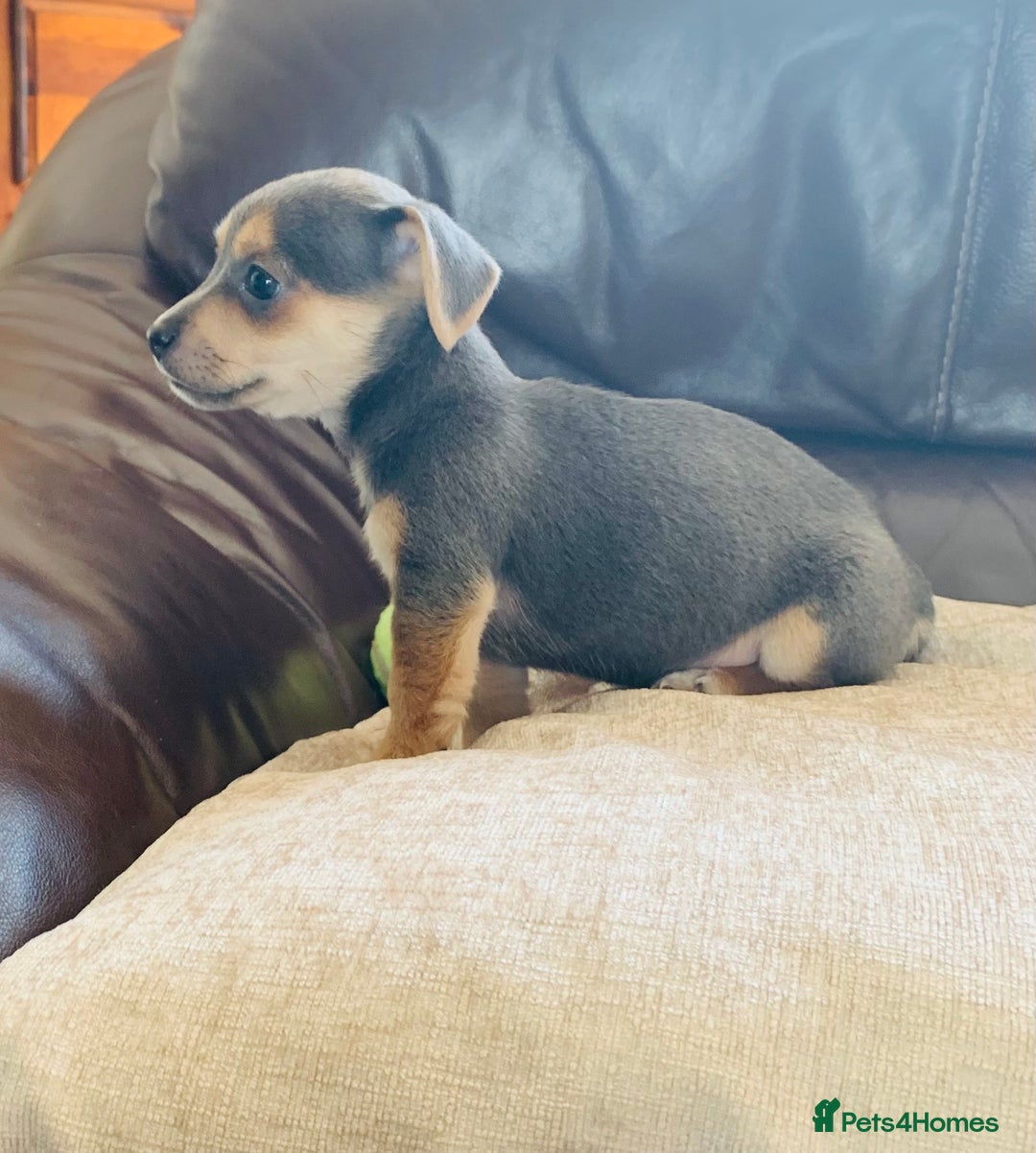 Jack Russell dogs for sale: Outstanding miniature Jack Russell puppies  - Image 2