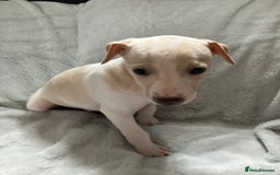 Whippet dogs for sale: Kc reg whippets  - Image 5