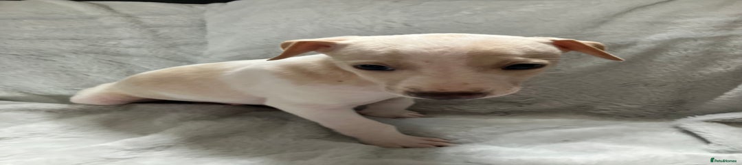 Whippet Puppy 5