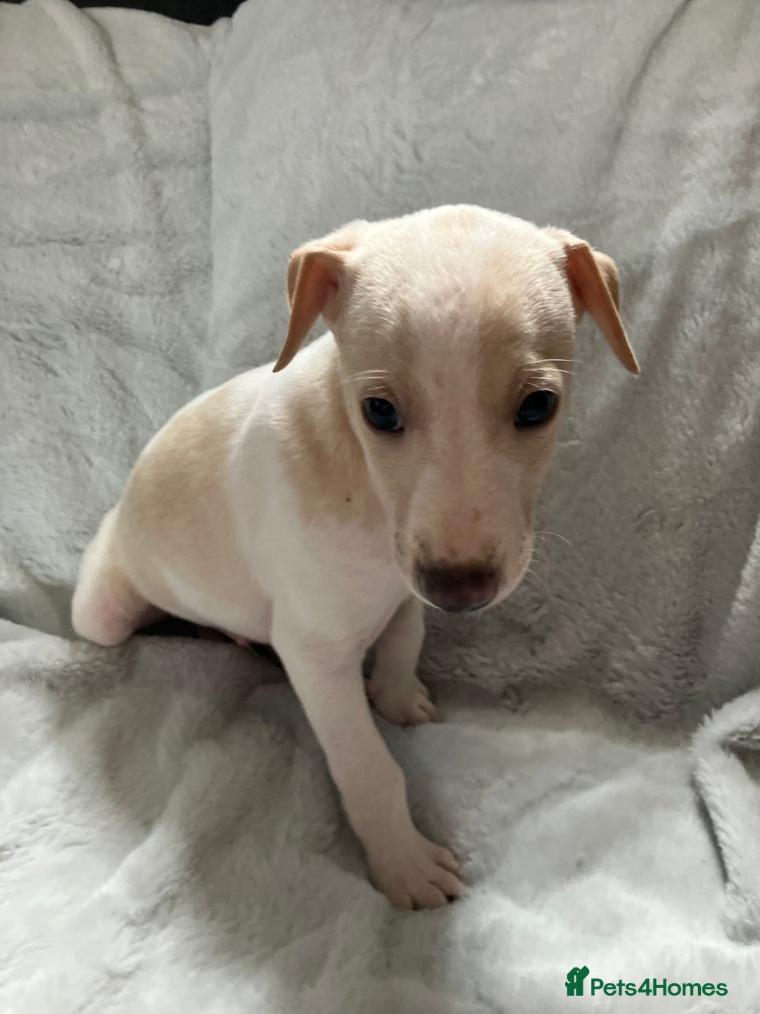 Whippet dogs for sale: Kc reg whippets  - Image 5