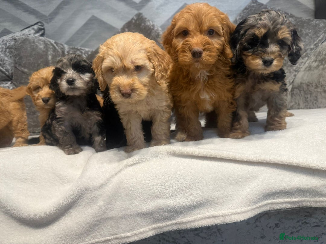 Cockapoo dogs for sale: Beautiful Cockerpoo Puppies. (Sand, Merle, Black) - Image 35