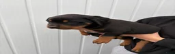 Rottweiler dogs for sale: Rottweiler puppies  - Advert 16