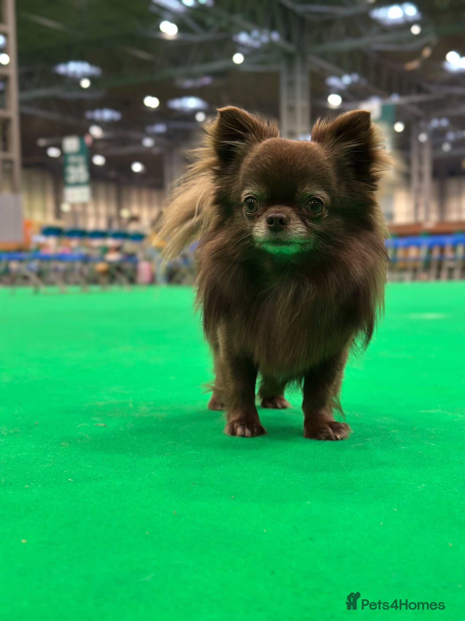 Chihuahua dogs KC REG HEALTH TESTED - Advert 1