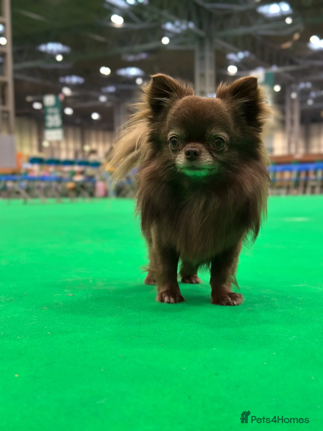 Chihuahua dogs for stud: KC REG HEALTH TESTED - Advert 1