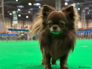 Chihuahua dogs KC REG HEALTH TESTED - Advert 1