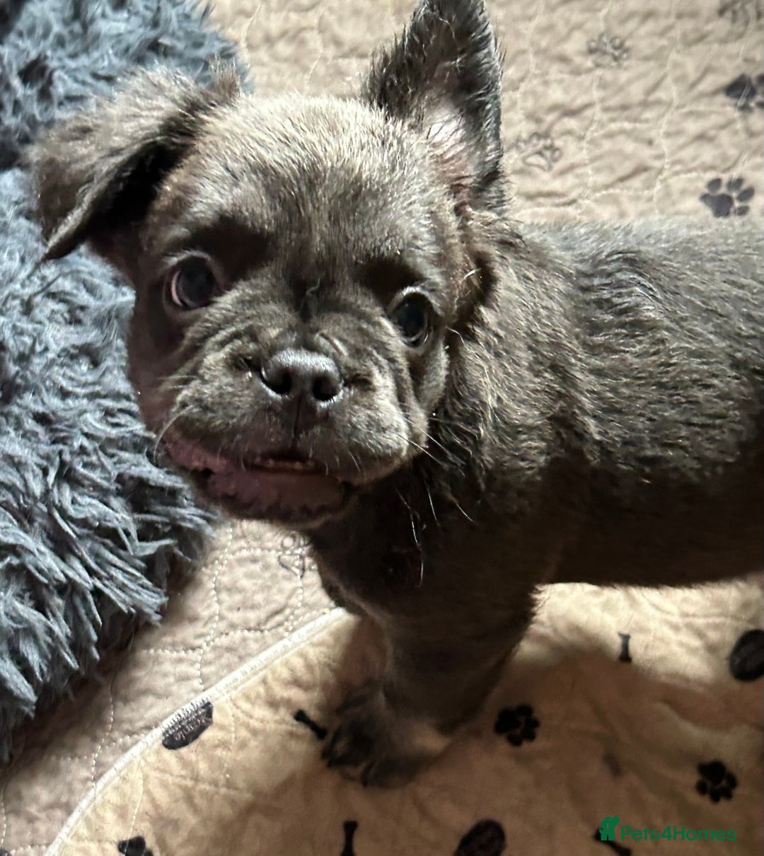 French Bulldog dogs for sale: Fluffy Frenchie - female (Ahsoka) - Reduced🔥🐾Ready Now🔥🐾Fluffy French bulldogs🔥🐾 - Image 7
