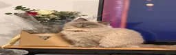 Ragdoll cats for sale: Lovely cat looking for home  - Advert 4