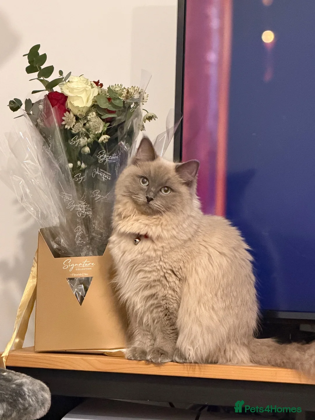 Ragdoll cats for sale: Lovely cat looking for home  - Advert 4