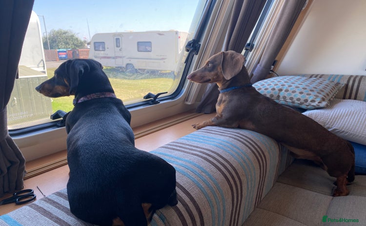 Miniature Dachshund dogs - Advert 1