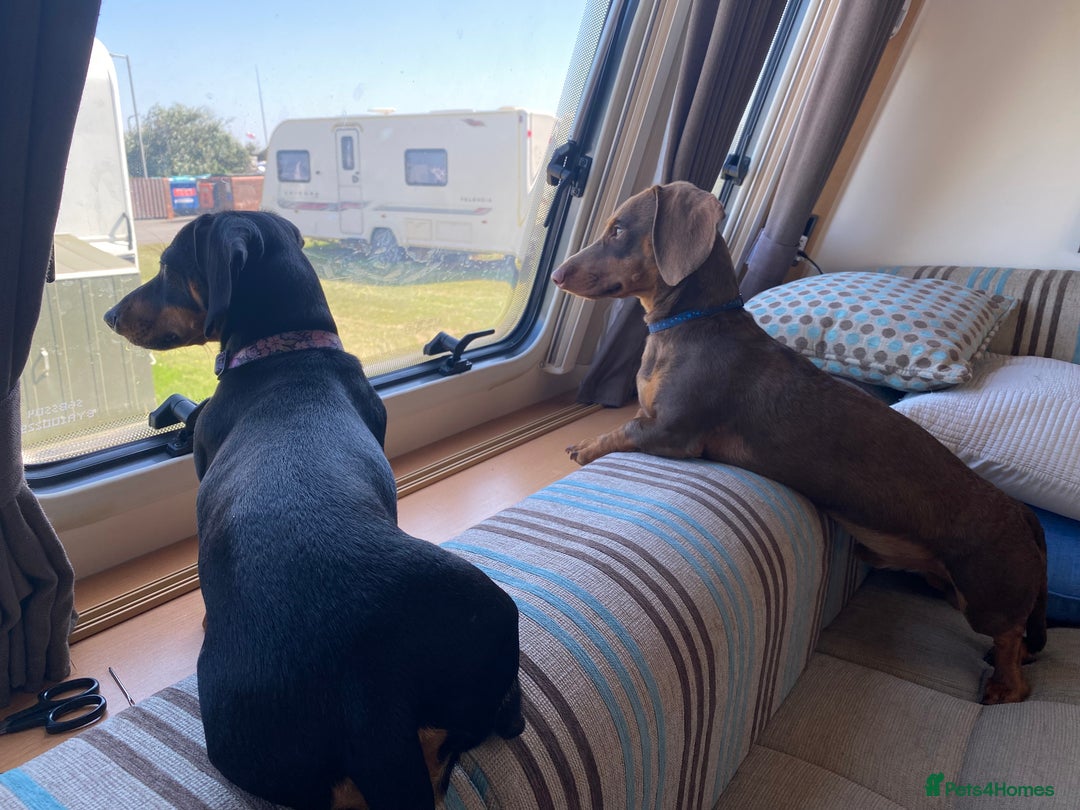 Miniature Dachshund dogs for sale: Mini dachshunds for rehoming - Image 1