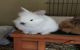 Lionhead rabbits for sale: Angora X lionhead male- NOW RESERVED - Image 10