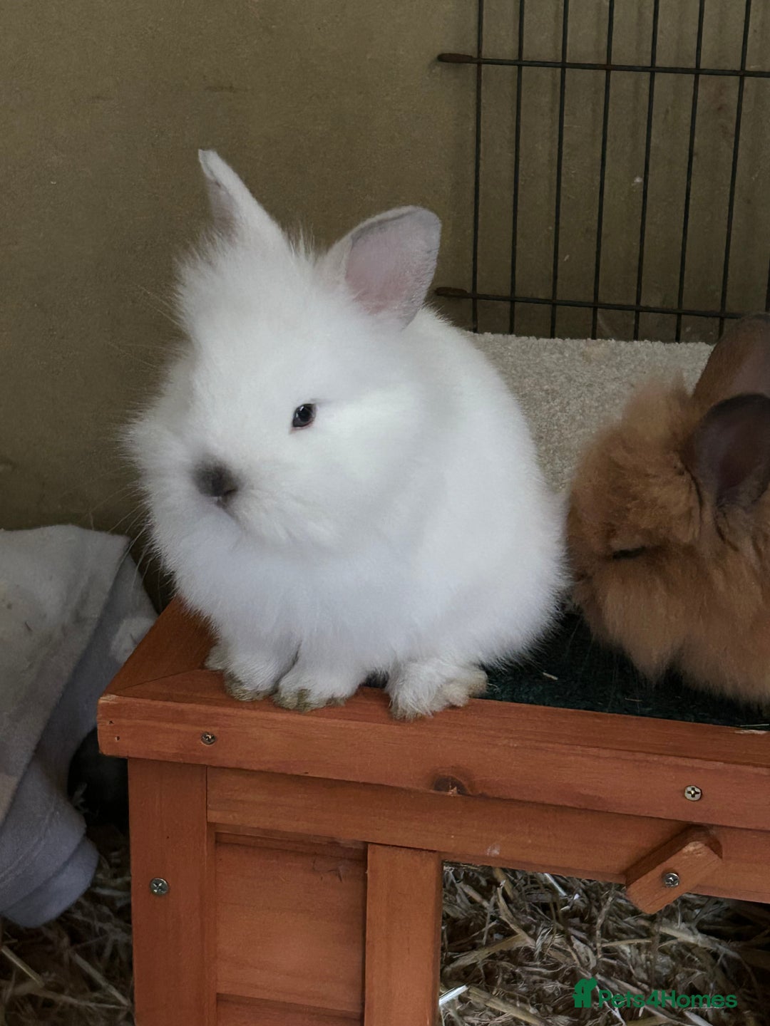 Lionhead rabbits for sale: Angora X lionhead male- NOW RESERVED - Image 10