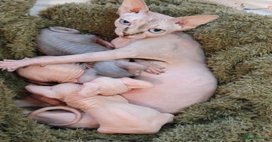 Sphynx cats - Advert 5