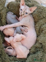 Sphynx cats - Advert 7