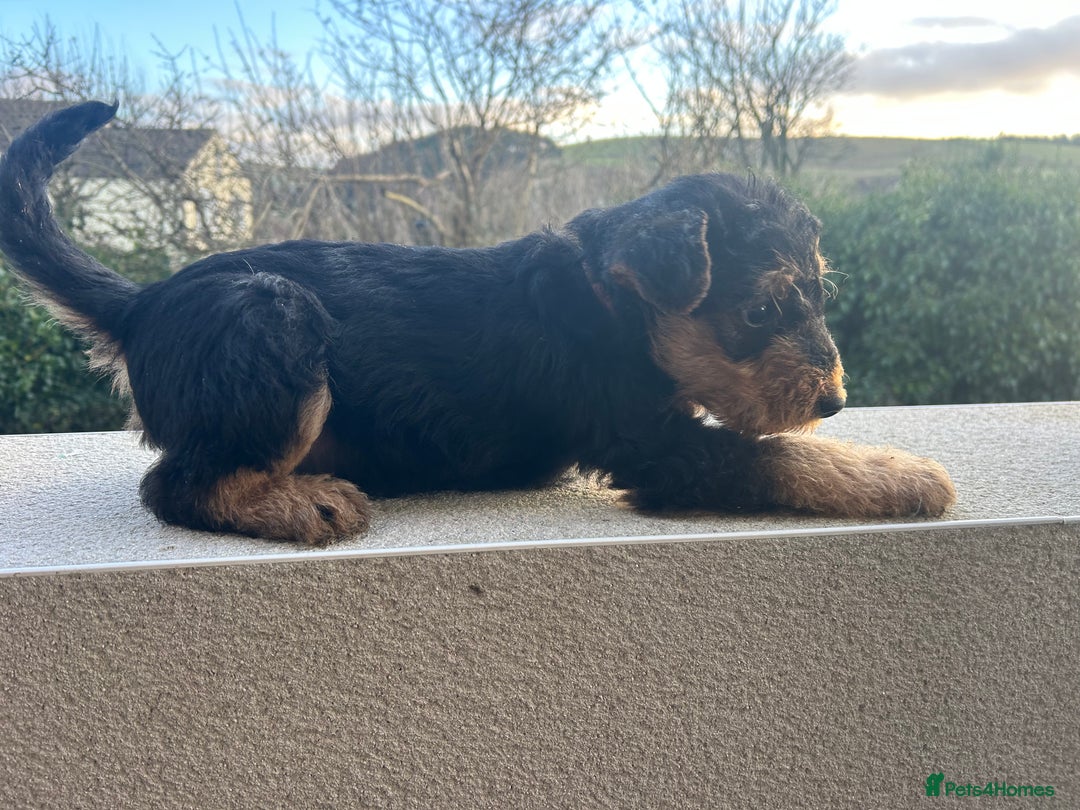 Airedale Terrier dogs for sale: Quality KC registered female puppy available  - Advert 3